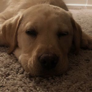 Meet your Posher, Petra